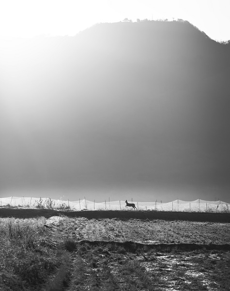 김도형 사진작가의 풍경-니콘 D810, 칼자이스 밀버스 135밀리 F8 1000분의 1초(인스타그램 kimdohyoung7)