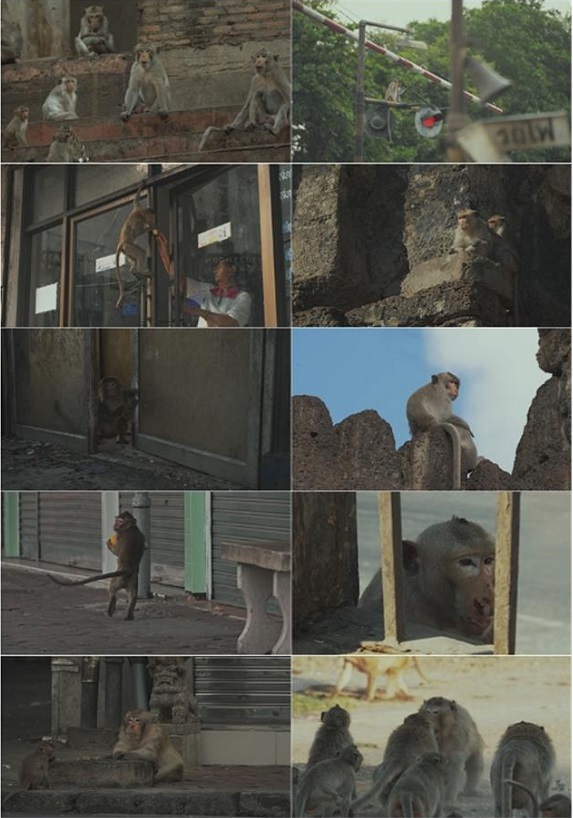 '멍키시티 2부' 도시 원숭이들의 삶