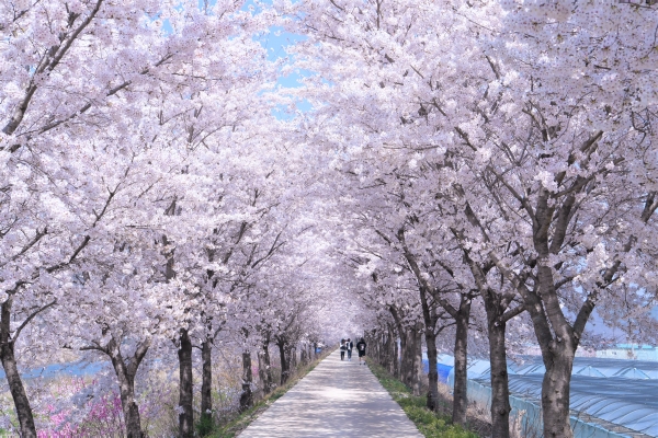영천 벚꽃 사진 핫스팟. 벚꽃 예쁜길.